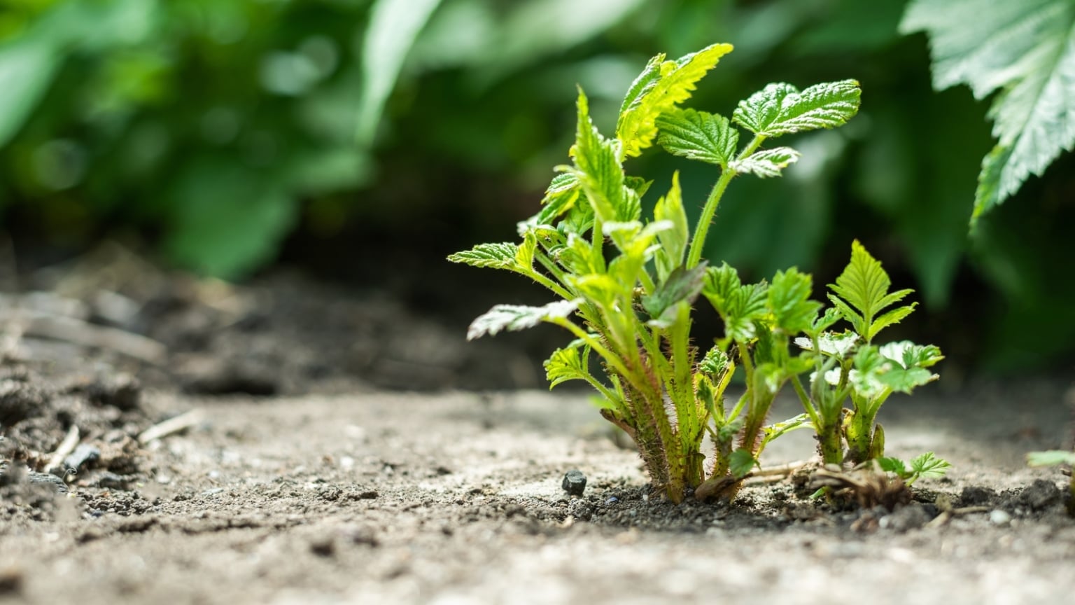 Fall Gold Raspberry Care How to Plant, Grow, and Care for 'Fall Gold' Raspberry Bushes