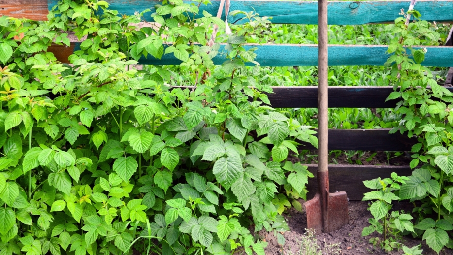 How to Plant, Grow, and Care for 'Fall Gold' Raspberry Bushes