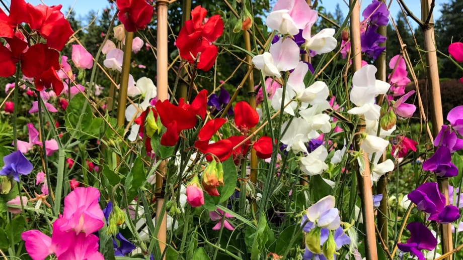How to Plant, Grow, and Care for 'Winter Elegance' Sweet Peas
