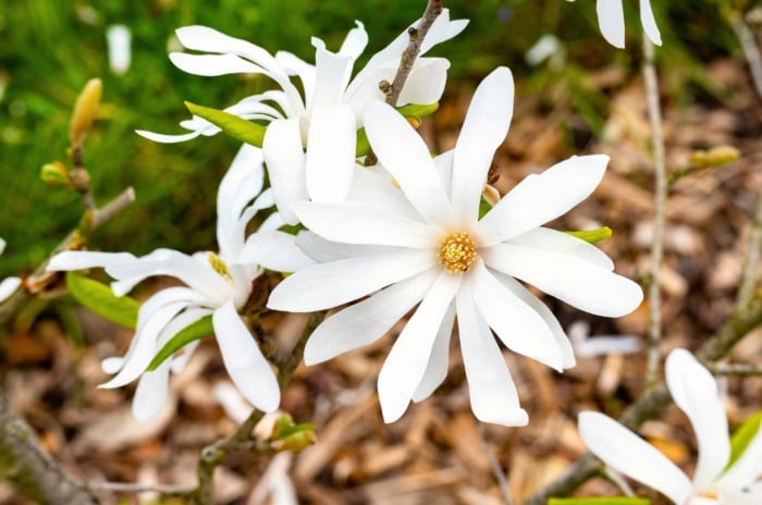 The Magnolia stellata tree, a winter-flowering tree, displays delicate white, star-like flowers with numerous elongated petals, blooming in early spring before the leaves appear.