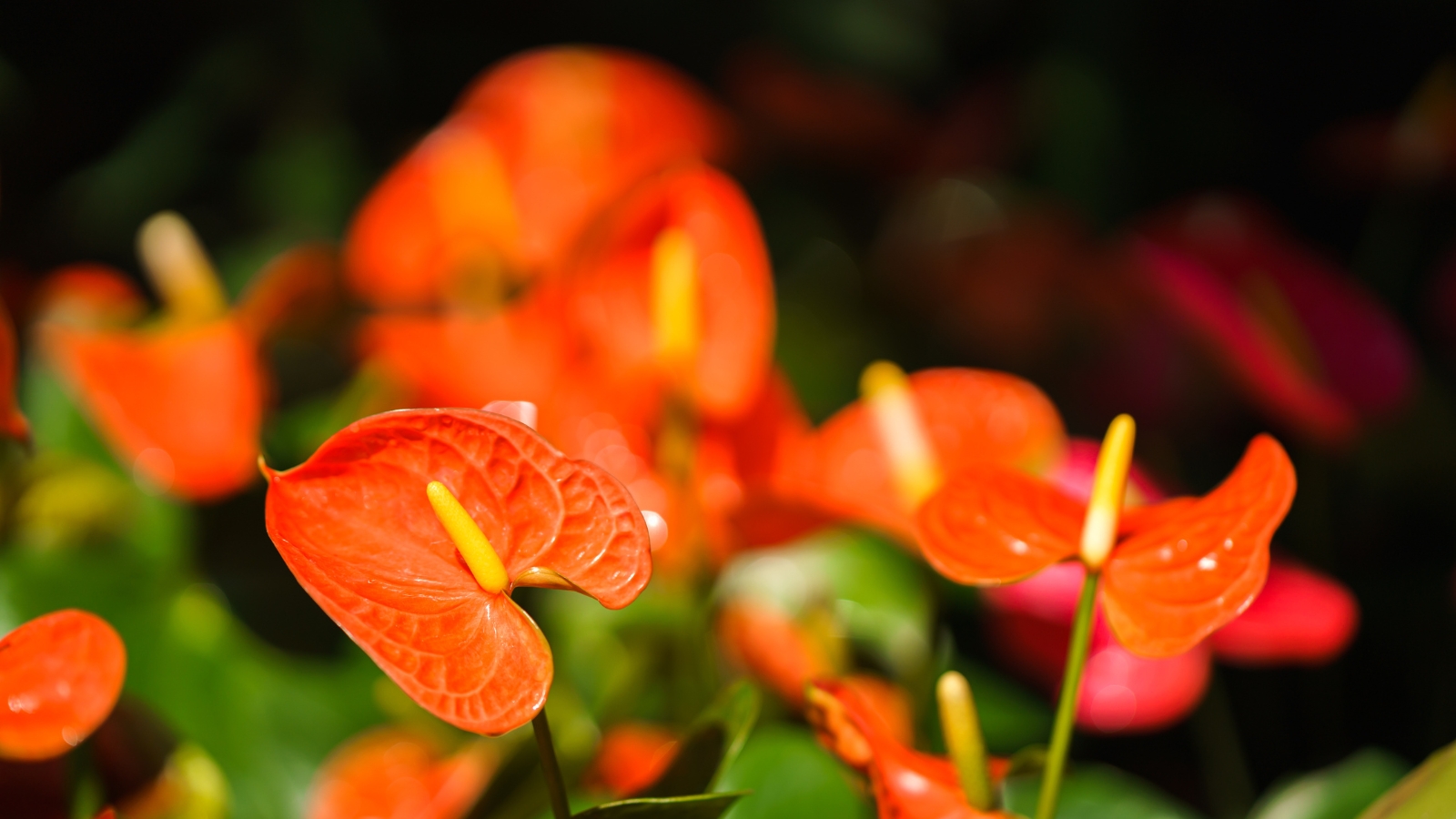 How to Plant, Grow, and Care for Flamingo Plants