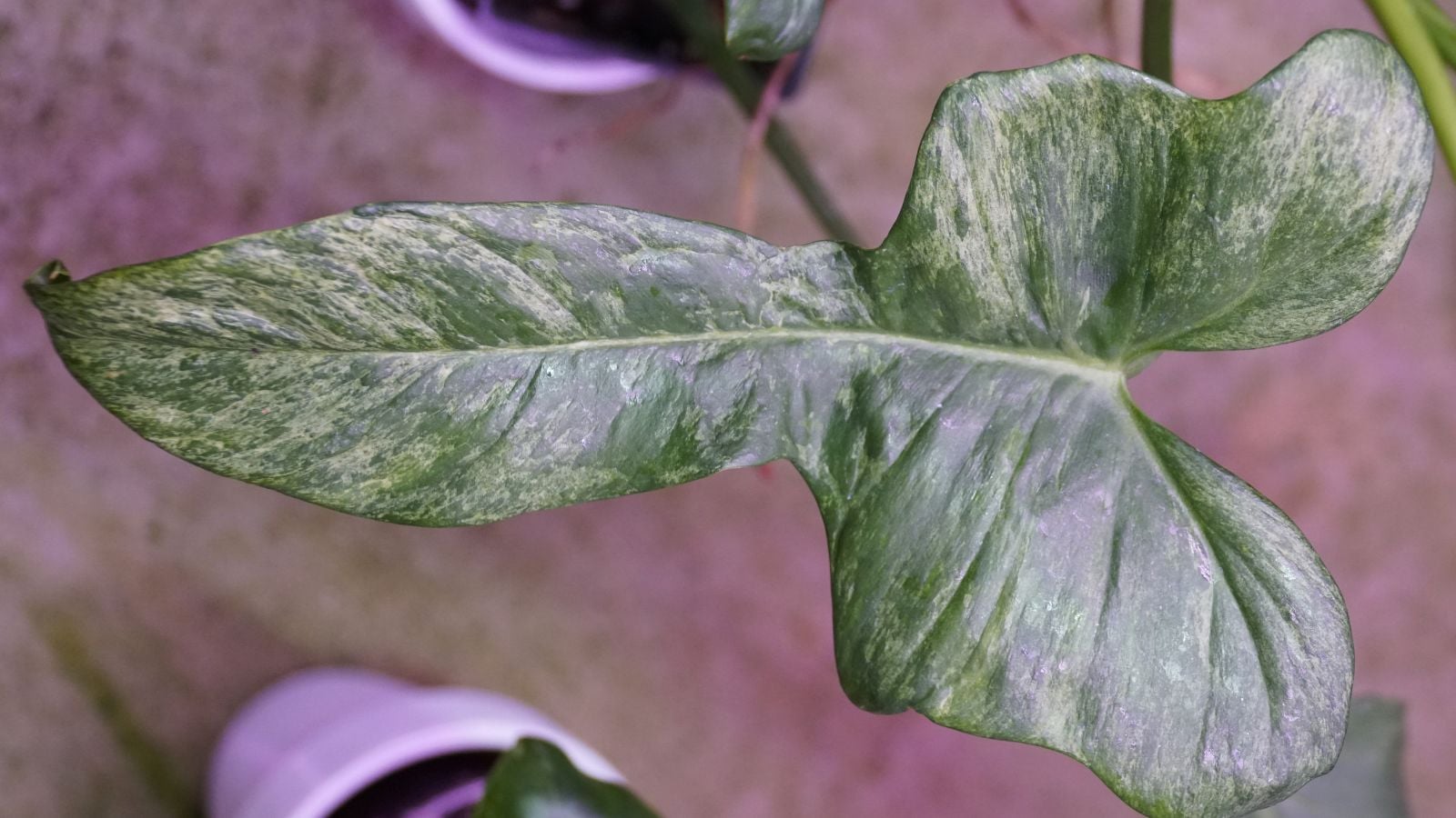 philodendron lapoanum Anthurium lapoanum – Carnivero main image 0