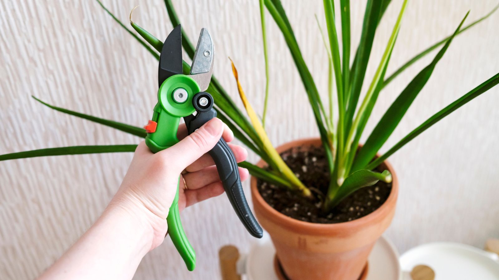 A Sansevieria parva in a pot placed indoors, appearing to have long and smooth green leaves while a person holds pruners