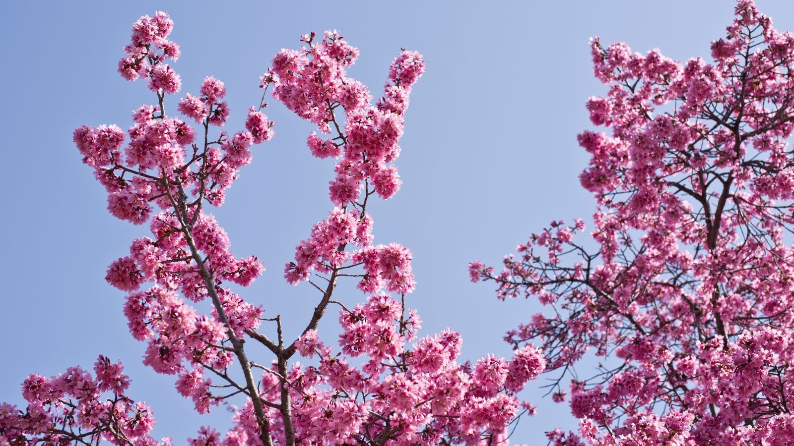 A base-angle shot of a developing deciduous plant with is bright foliage in a well lit are outdoors