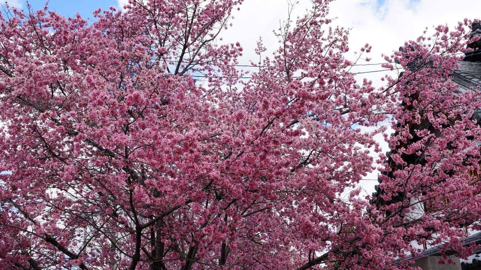 A base-view shot of a deciduous plant and its bright blossoms in a well lit are outdoors