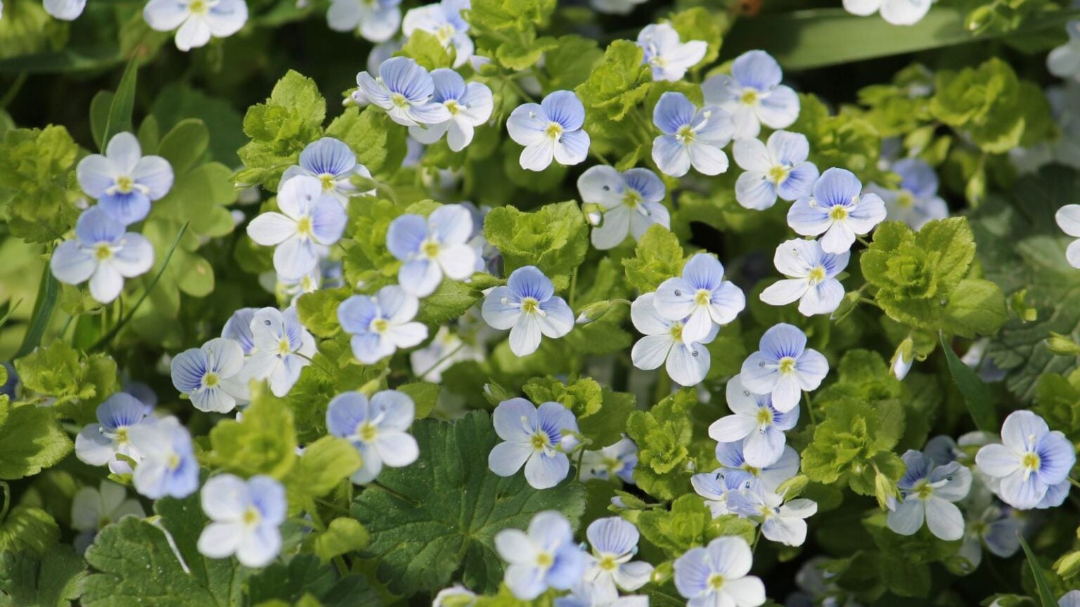How to Plant, Grow, and Care for Creeping Speedwell