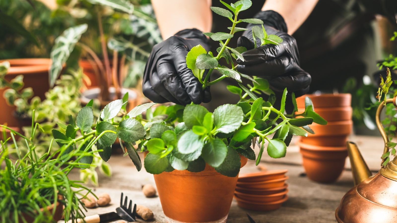A close-up shot of a person's hand in the process of planting cuttings on a small pot along with other foliage in a well lit area