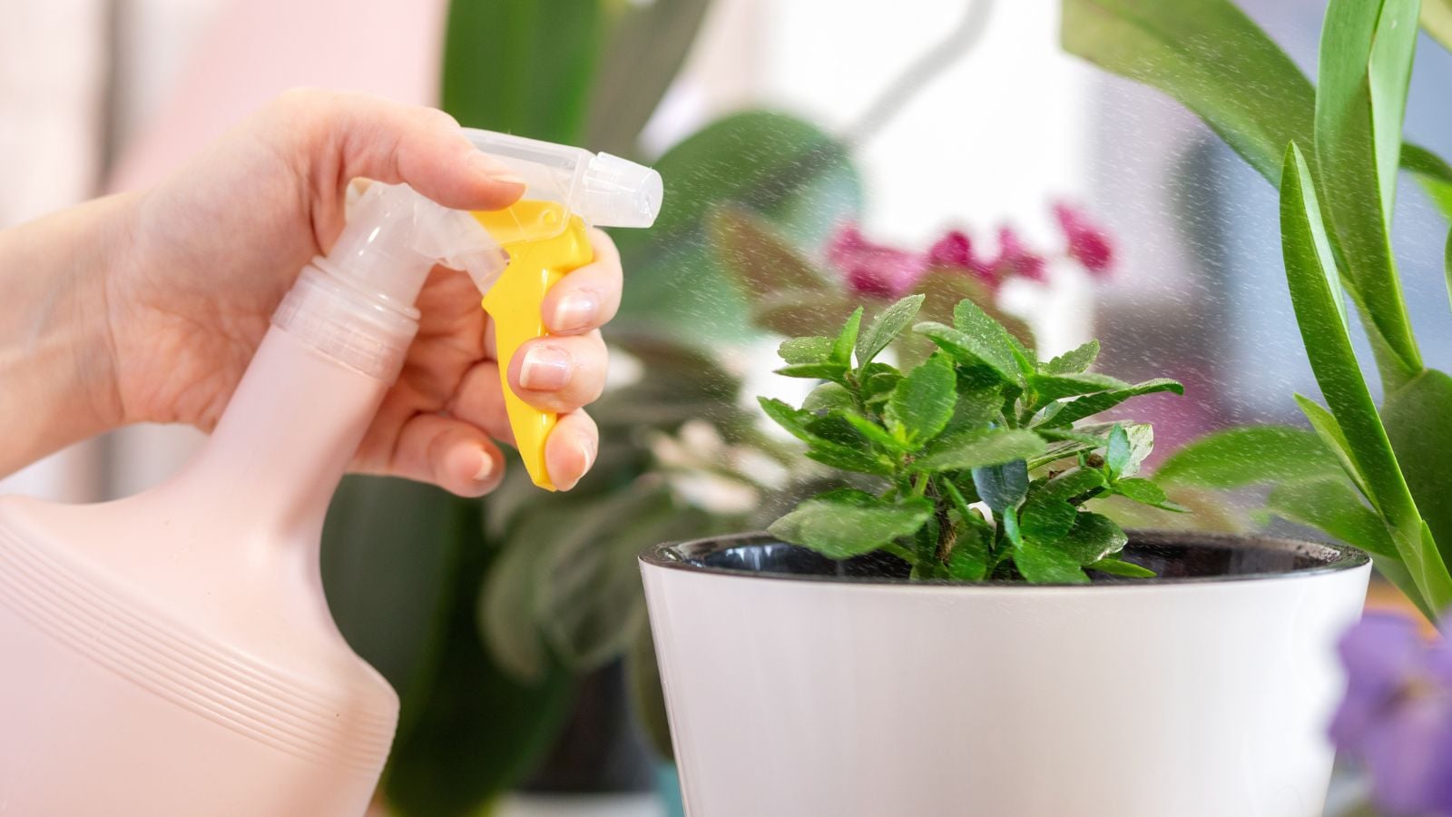 A close-up shot of a person's hand using a misting bottle to spray water on a growing succulent in a well lit area