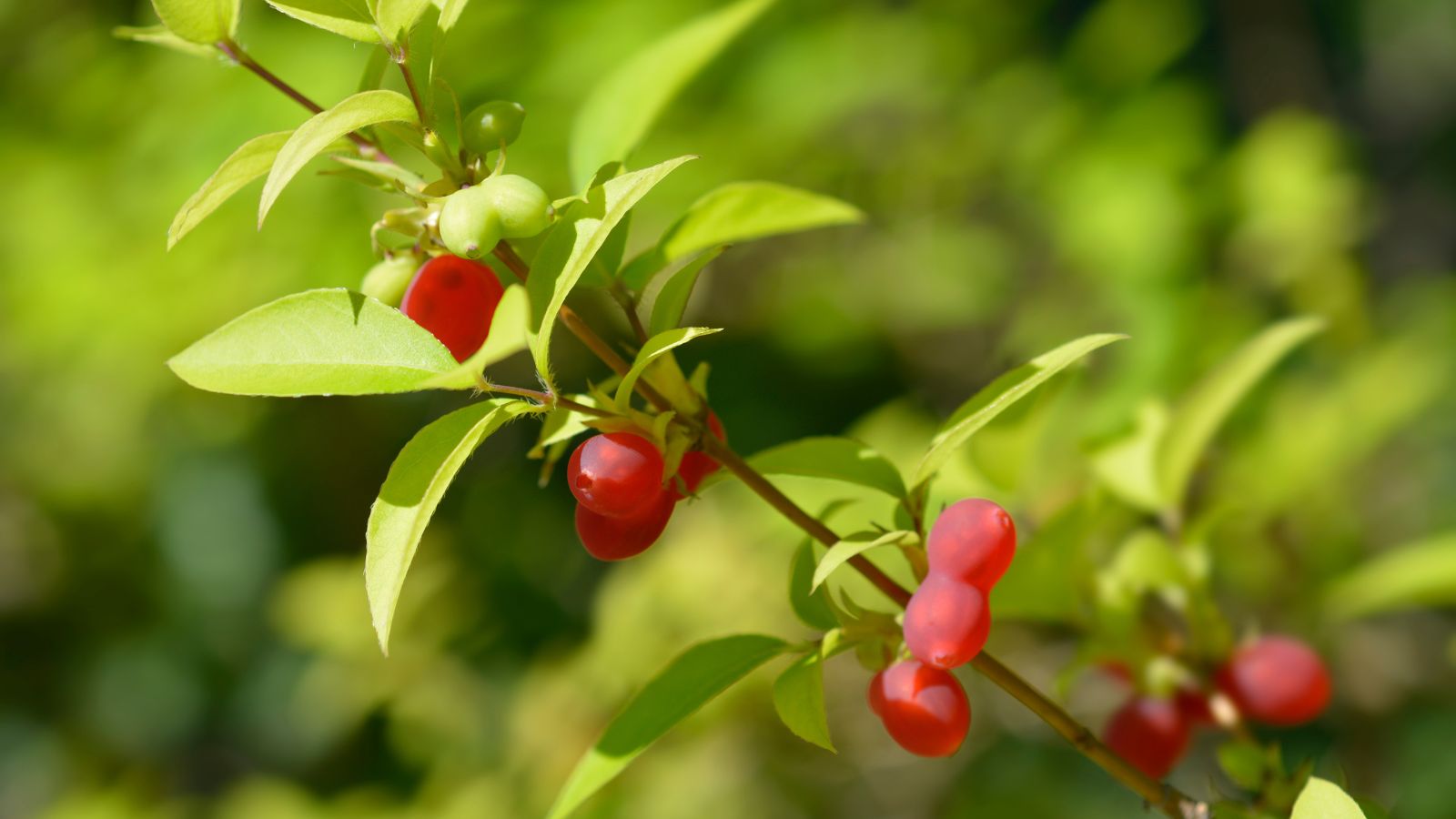 A close-up shot of a red fruits of a shrub attached to its stem alongside its broad, oval leaves in a bright sunny area outdoors