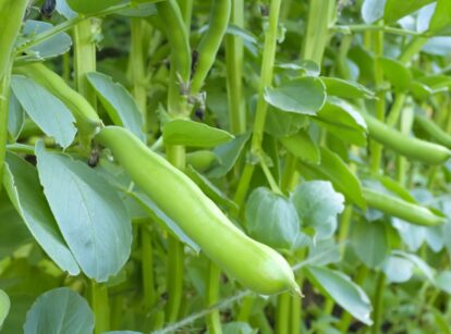 A photo of growing fava beans appearing healthy with pods popping out having a bright green color surrounded by lovely green foliage