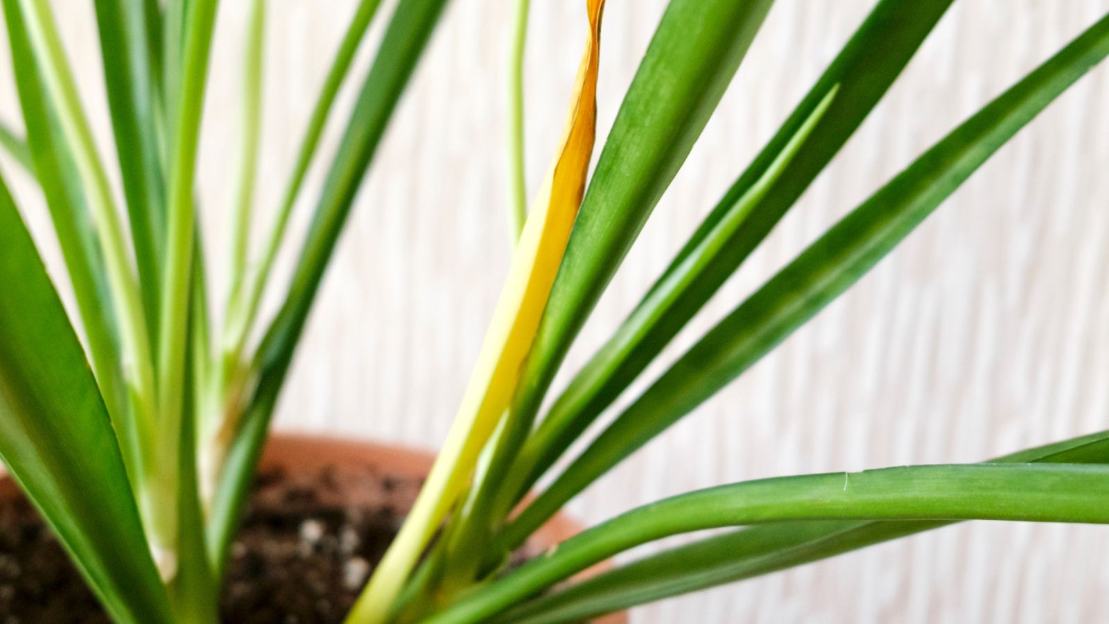 A close-up shot of leaves of a succulent houseplant that is placed on a terracotta pot in a well lit area indoors