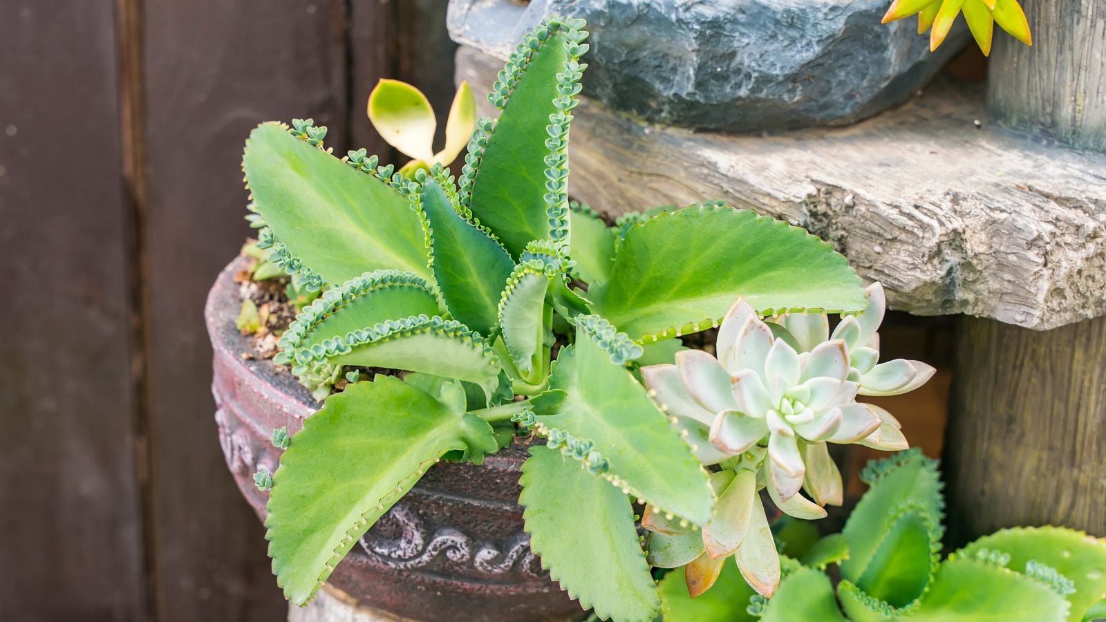 A close-up shot of stonecrop plants with baby plants growing on tips of leaves, along with other foliage in a well lit area outdoors