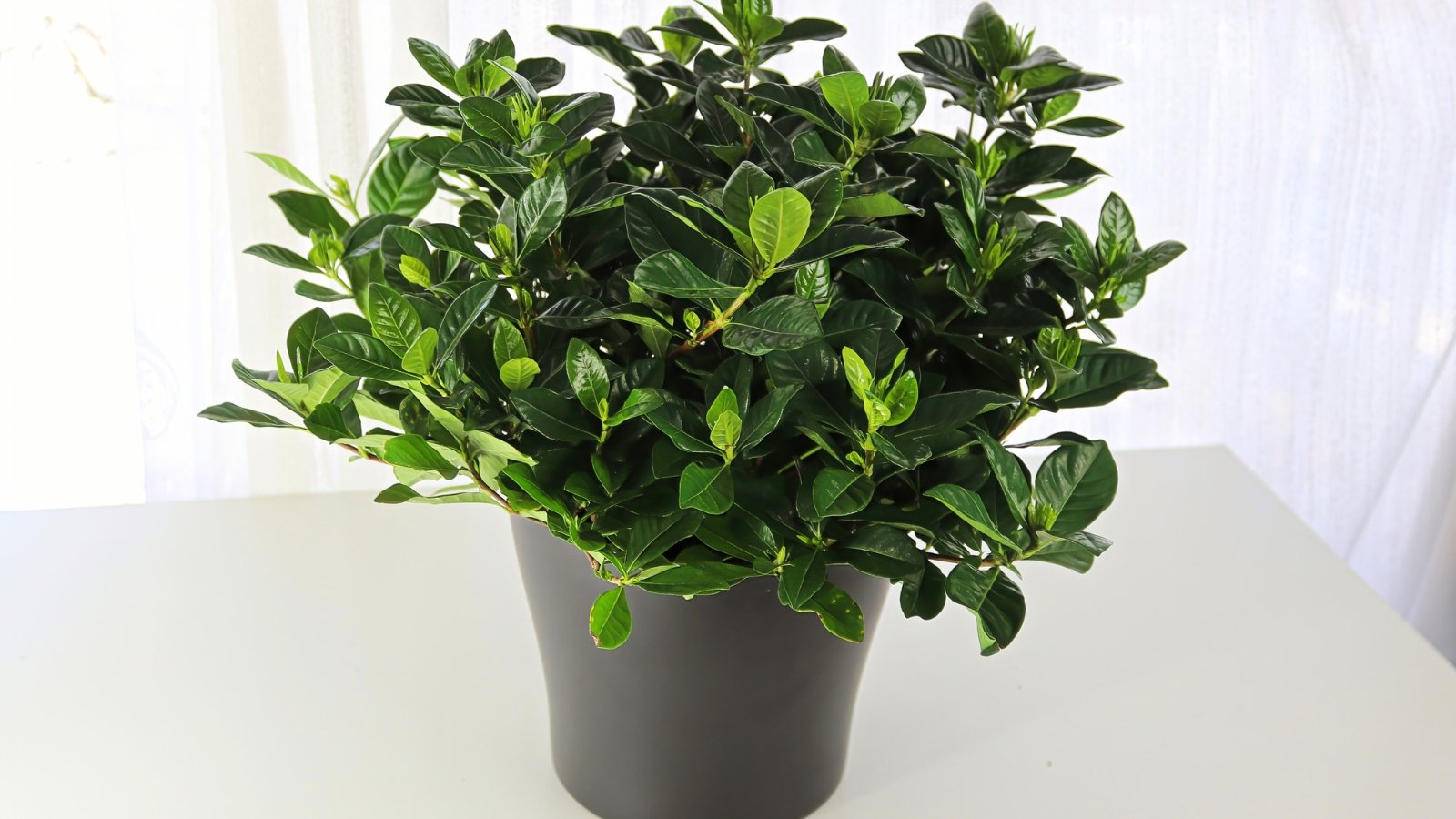 On a white table by the window sits a black flowerpot with a lush plant showcasing rich green, shiny oval-shaped leaves with a glossy texture.