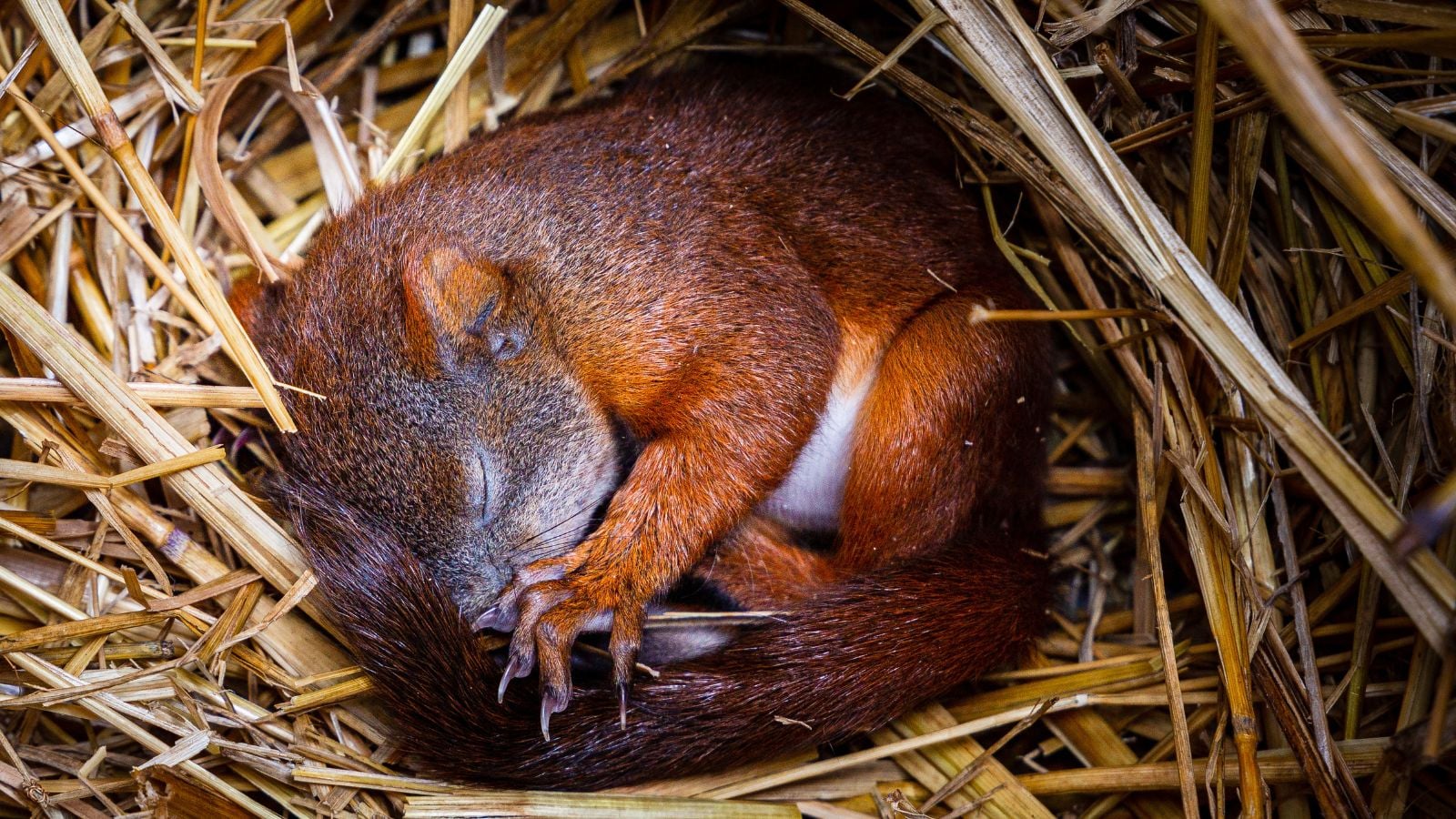 A shot of a sleeping baby squirrel on its drey in a well lit area