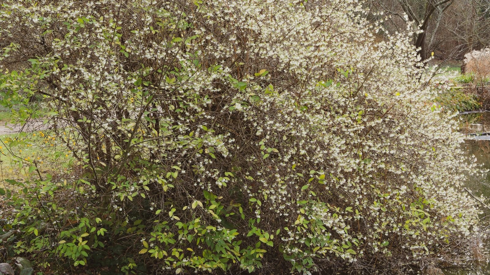 A shot of a deciduous shrub and its flowers, all situated in a well lit area outdoors