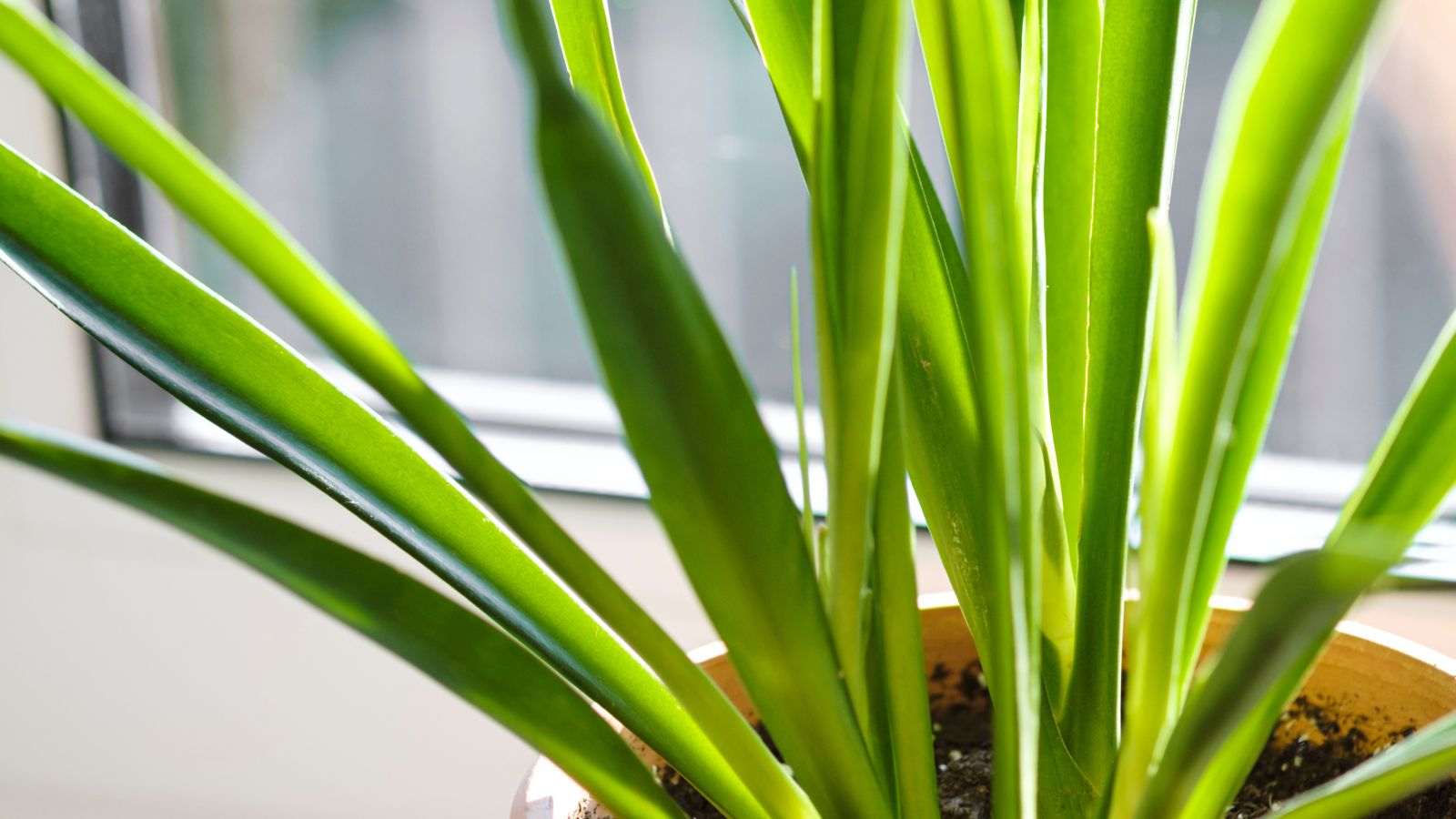 A shot of a developing houseplant near a window, basking in bright sunlight.