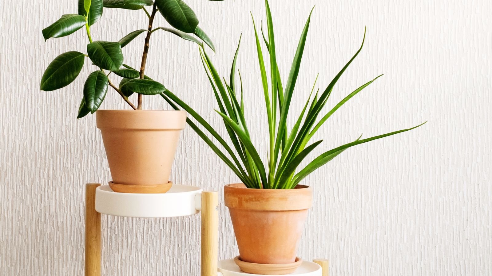 A shot of a growing succulent alongside other houseplants, all placed in terracotta pots in a well lit area indoors.