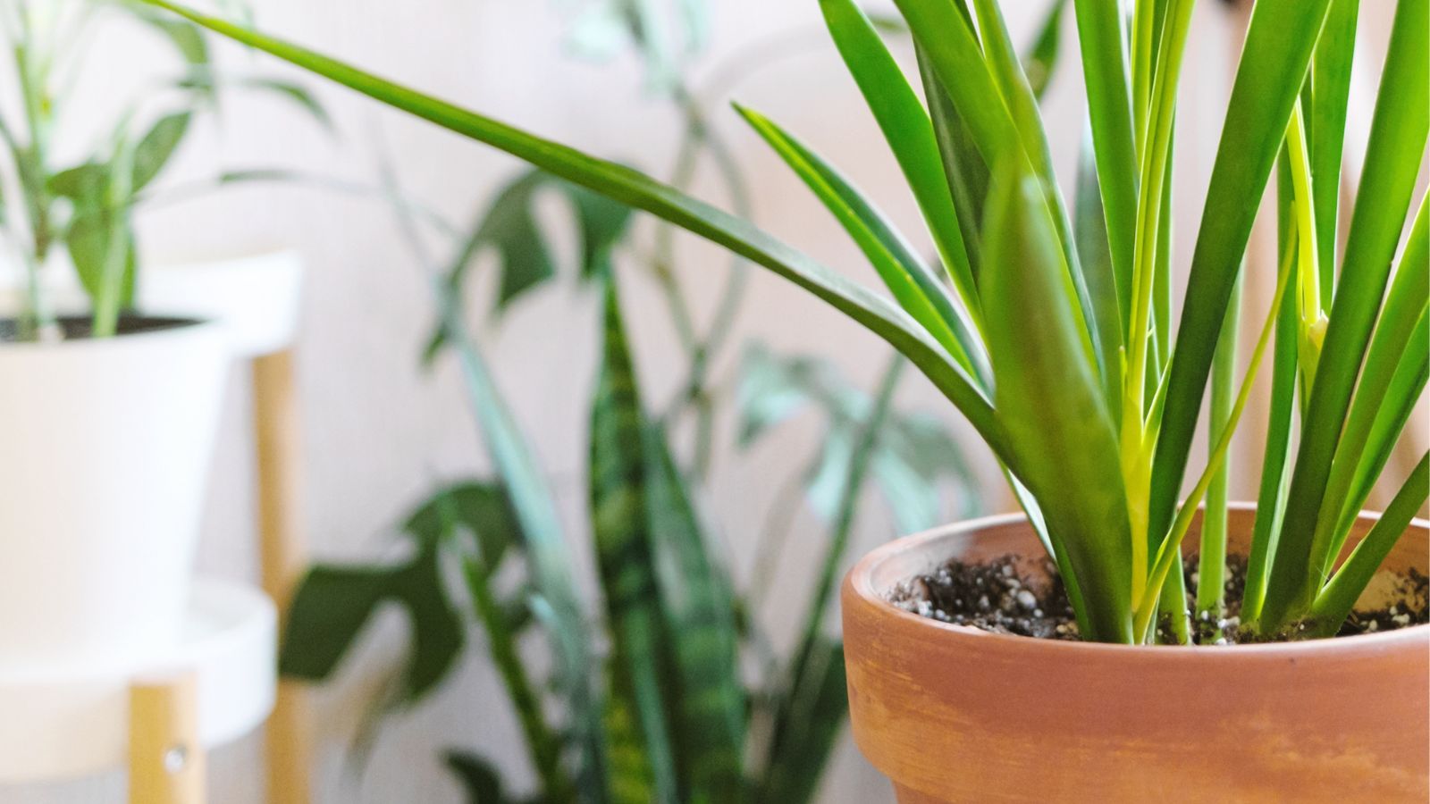 A shot of a houseplant placed on a terracotta pot in an area indoors