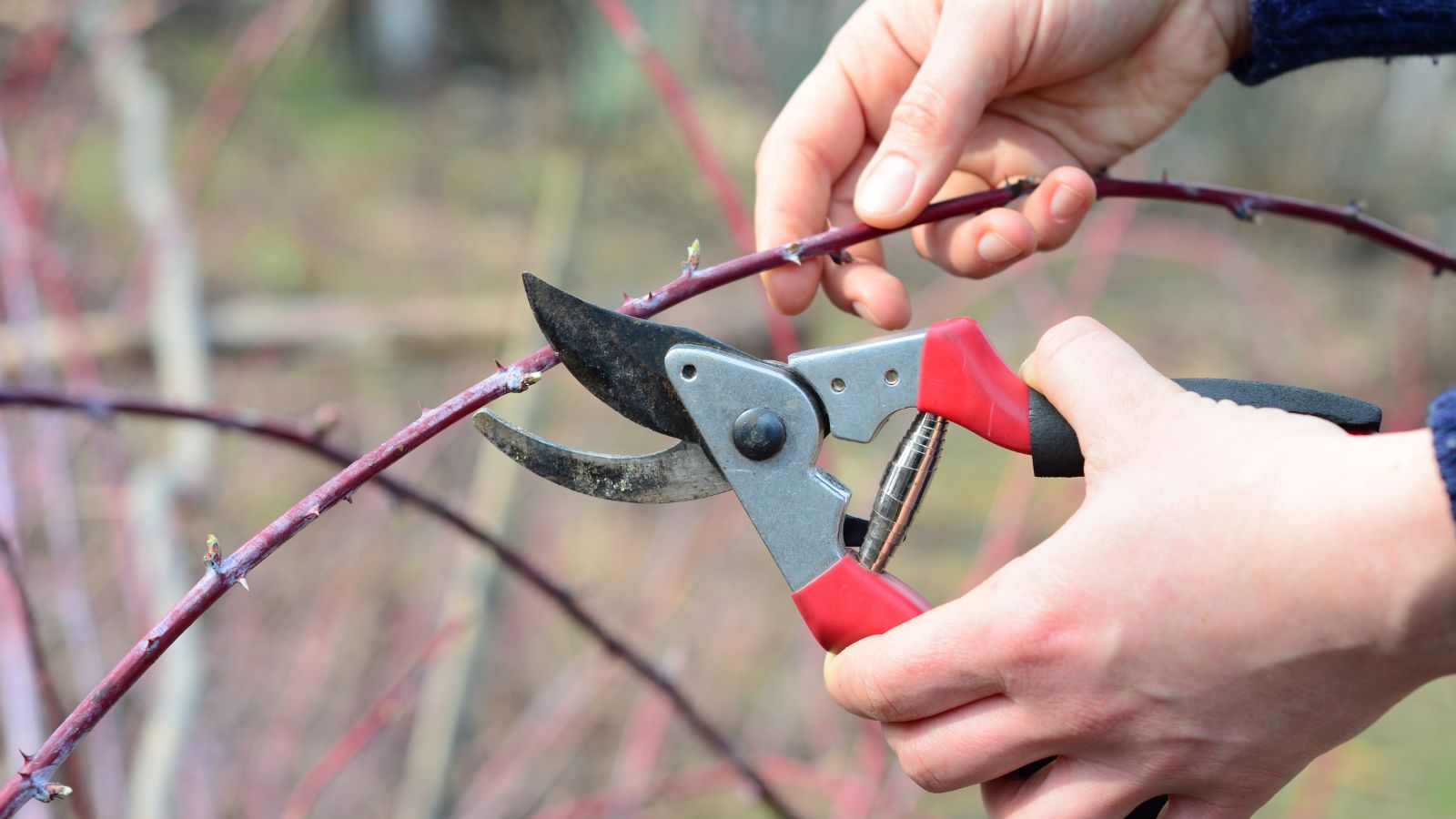 A person in the process of pruning a branch