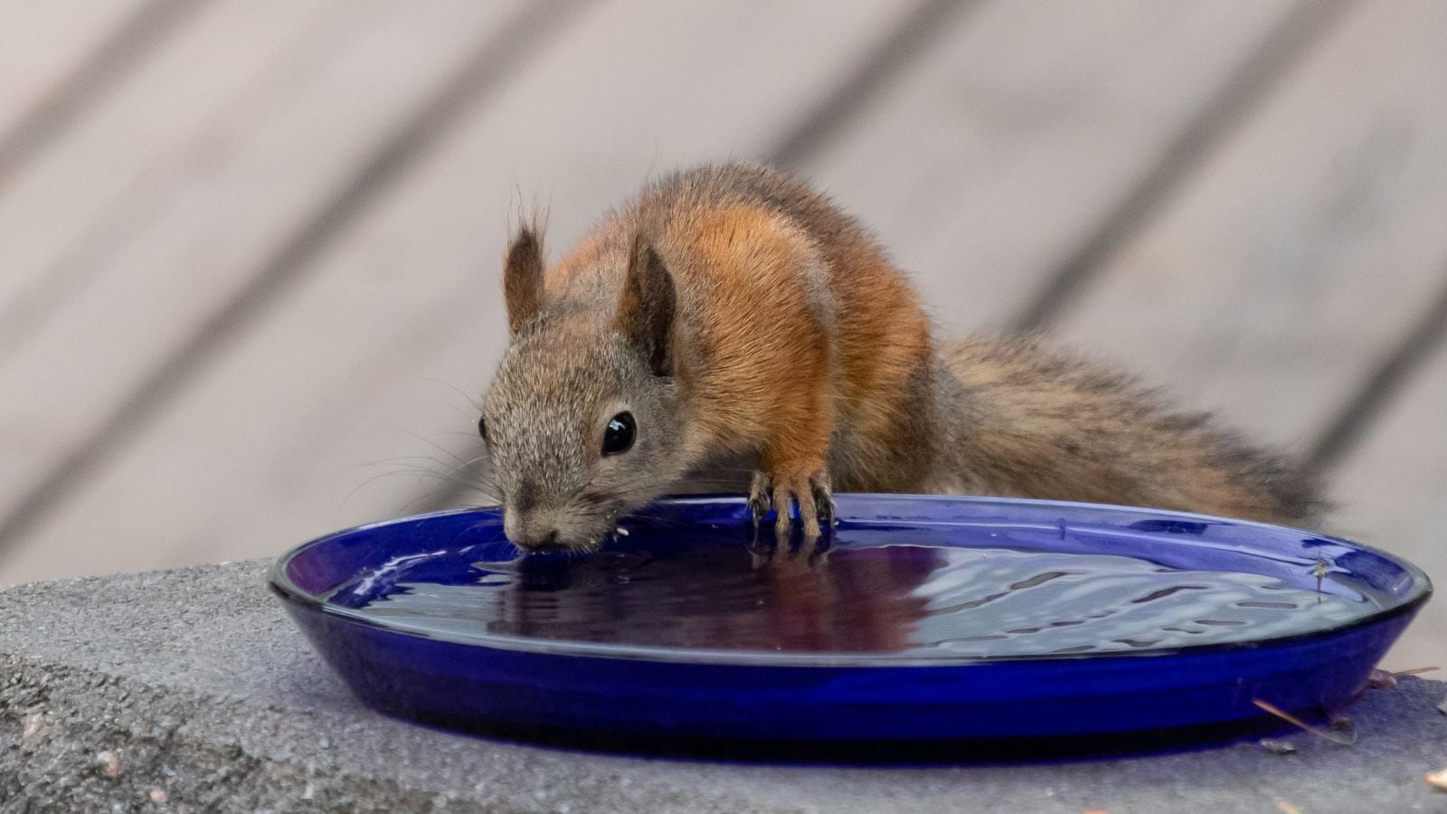 A shot of a squirrel drinking water from a blue saucer placed on top of a stone surface in a well lit area outdoors