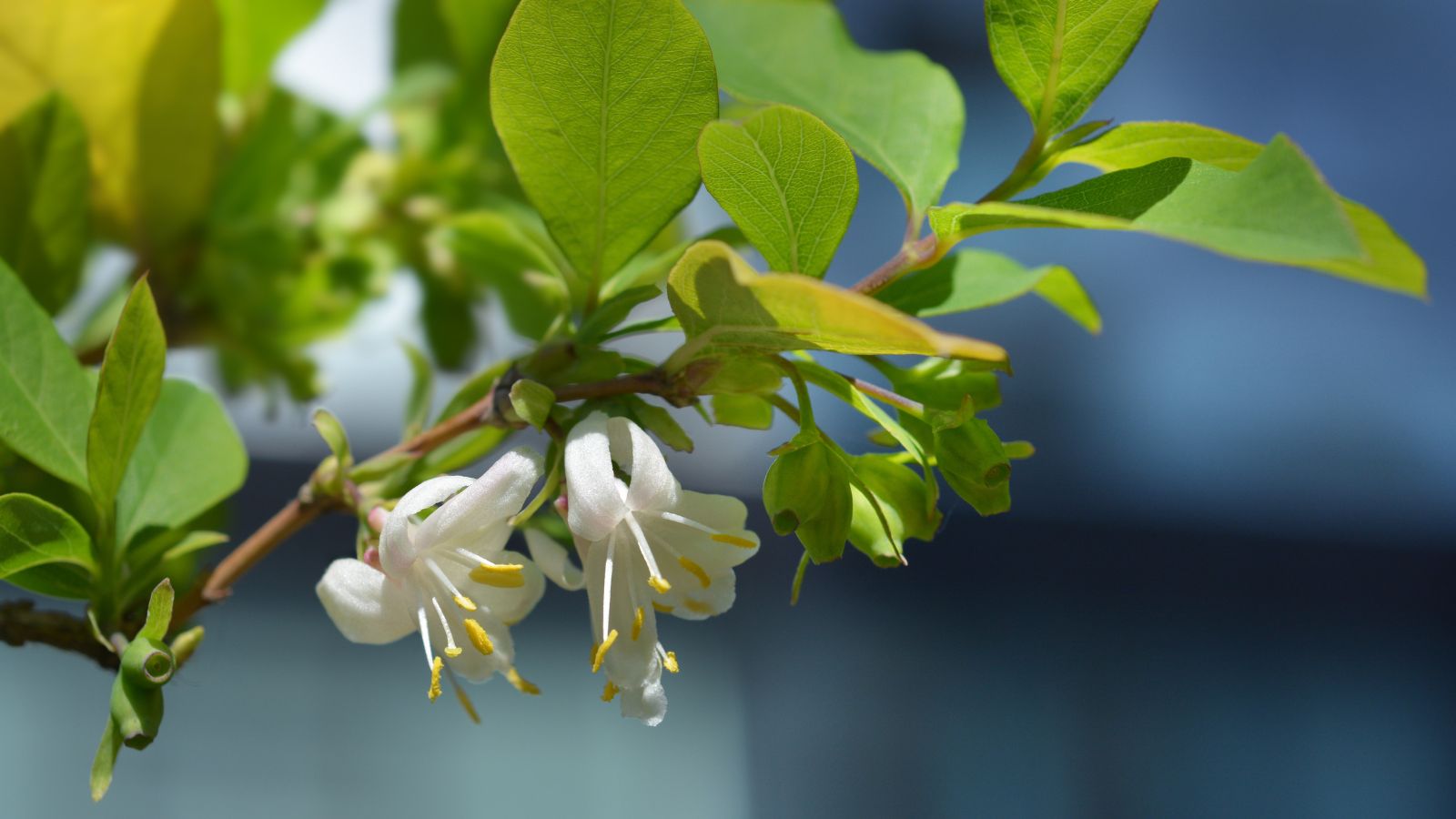 A shot of a stem of an deciduous shrub, showcasing its oval broad leaves and delicate fragrant white flowers all situated in a well lit area outdoors