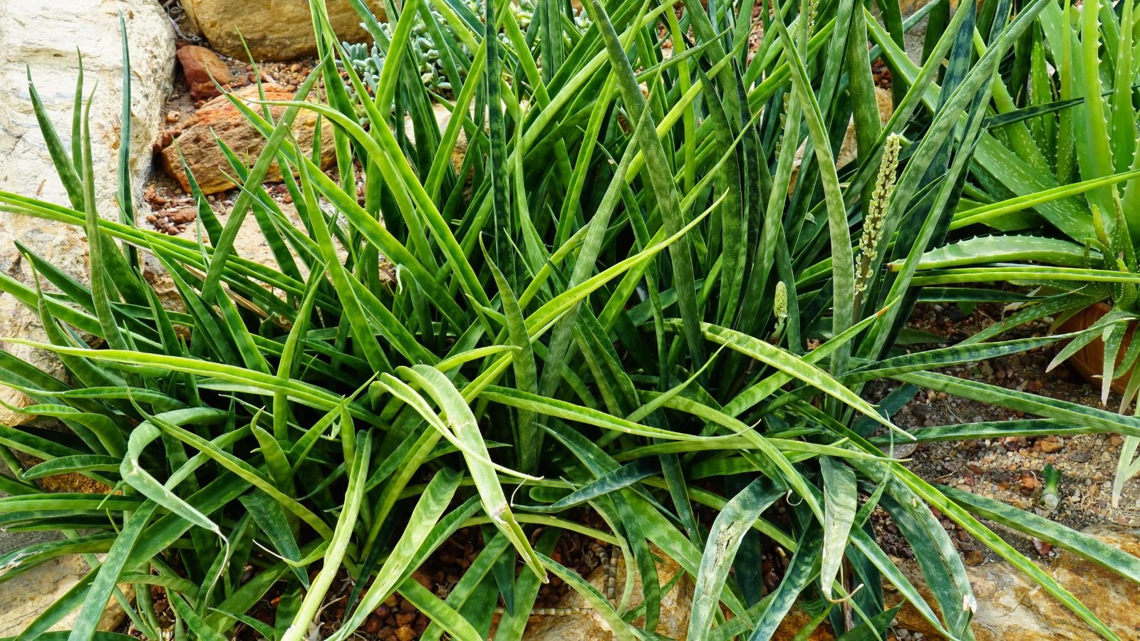 A shot of a succulent called Kenya hyacinth alongside other foliage in a well lit area outdoors