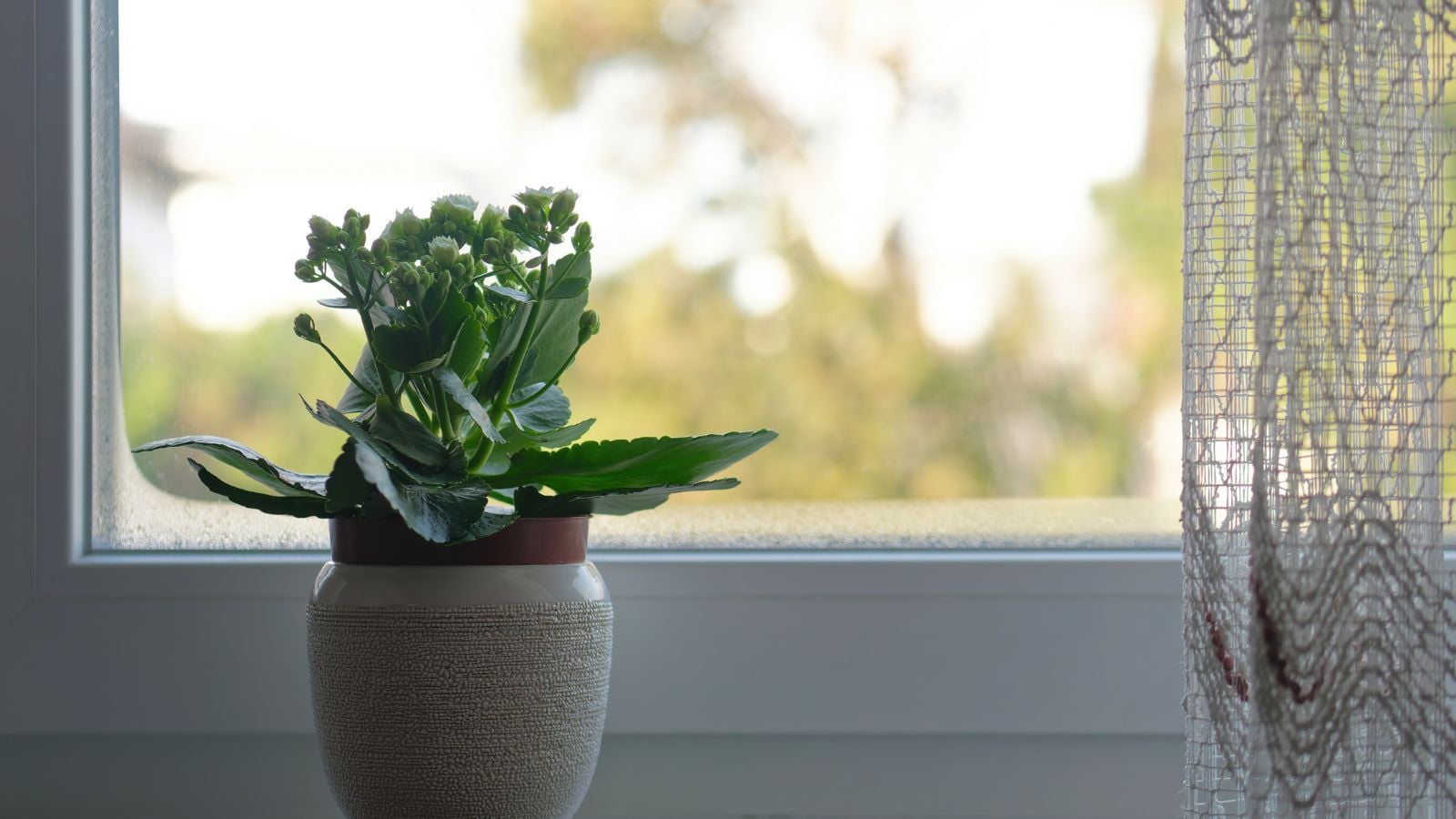 A shot of a succulent that is placed in a decorative pot near a window in a well lit area indoors