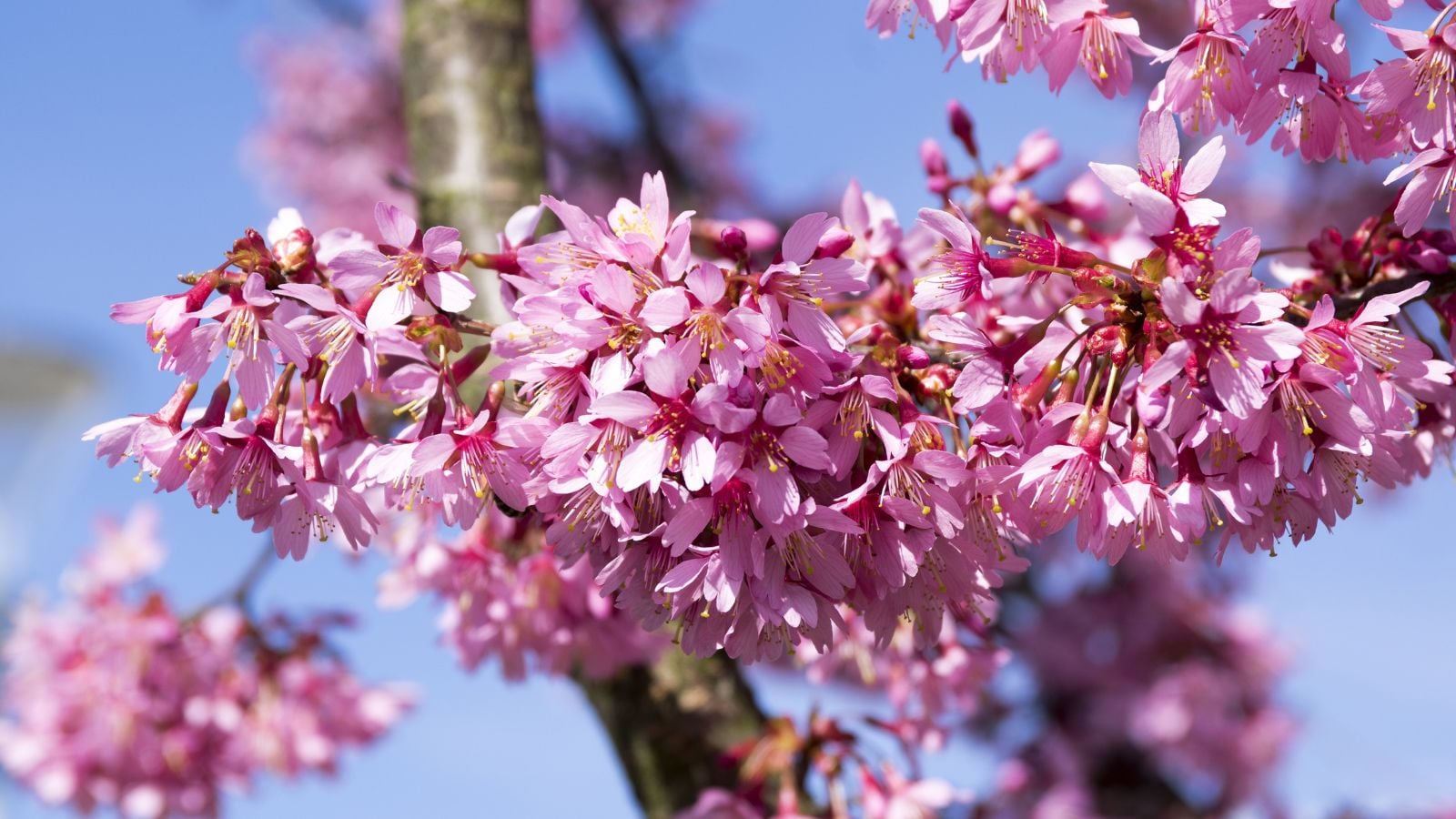 A shot of colorful foliage of a deciduous plant basking in bright sunlight outdoors