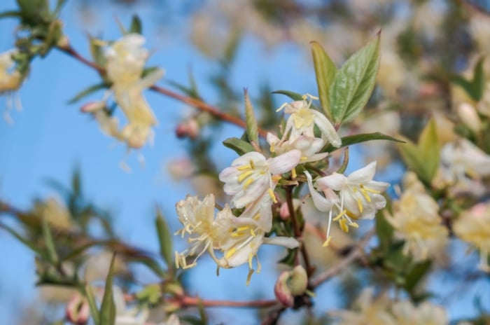 A shot of flowers, leaves and stems of a winter honeysuckle