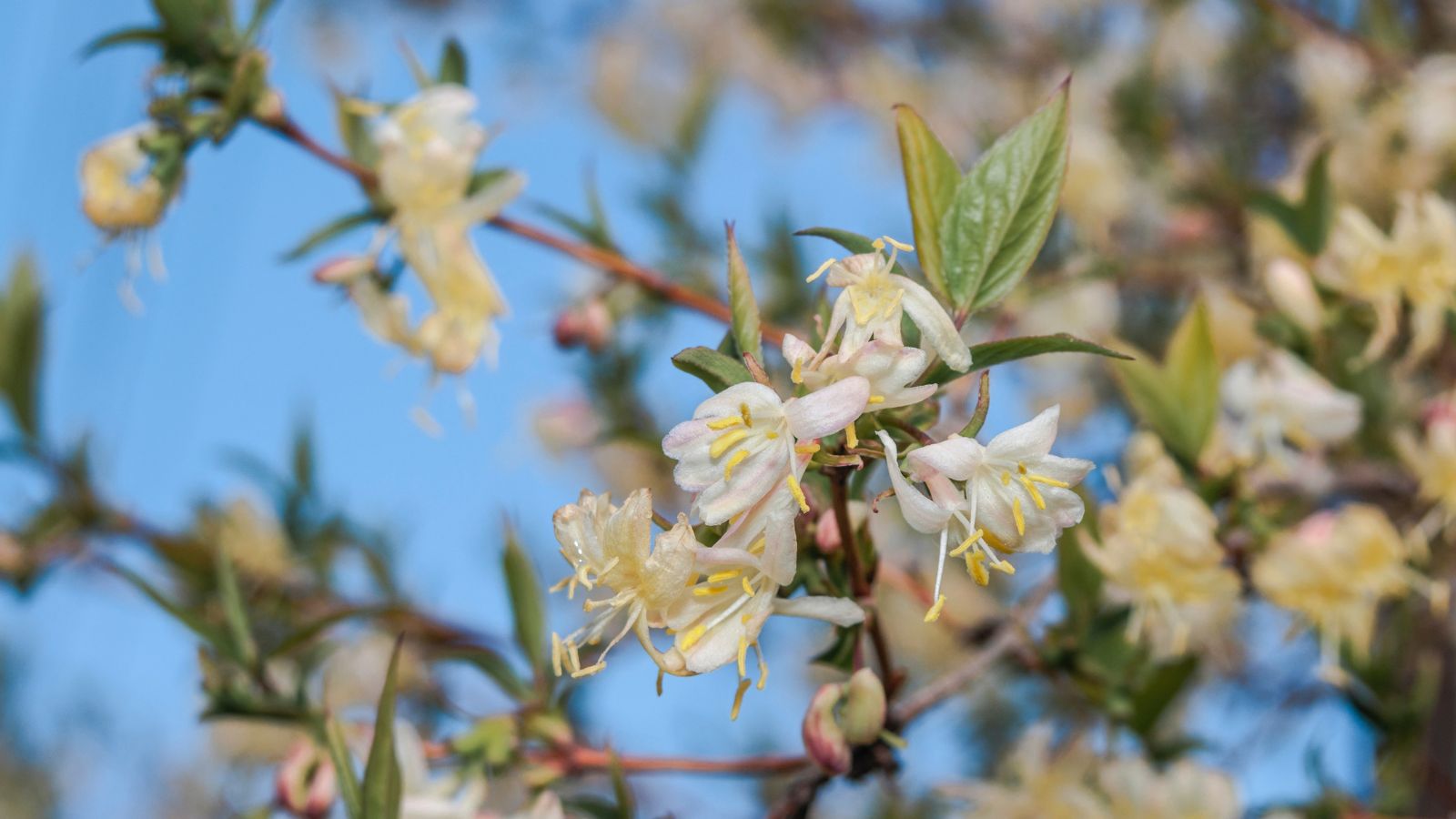 A shot of flowers, leaves and stems of a winter honeysuckle