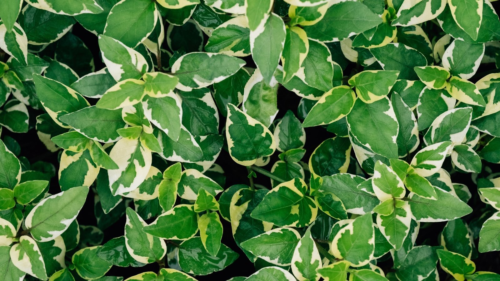 Close-up of a bush with variegated yellow-edged green leaves with slightly tapered tips.