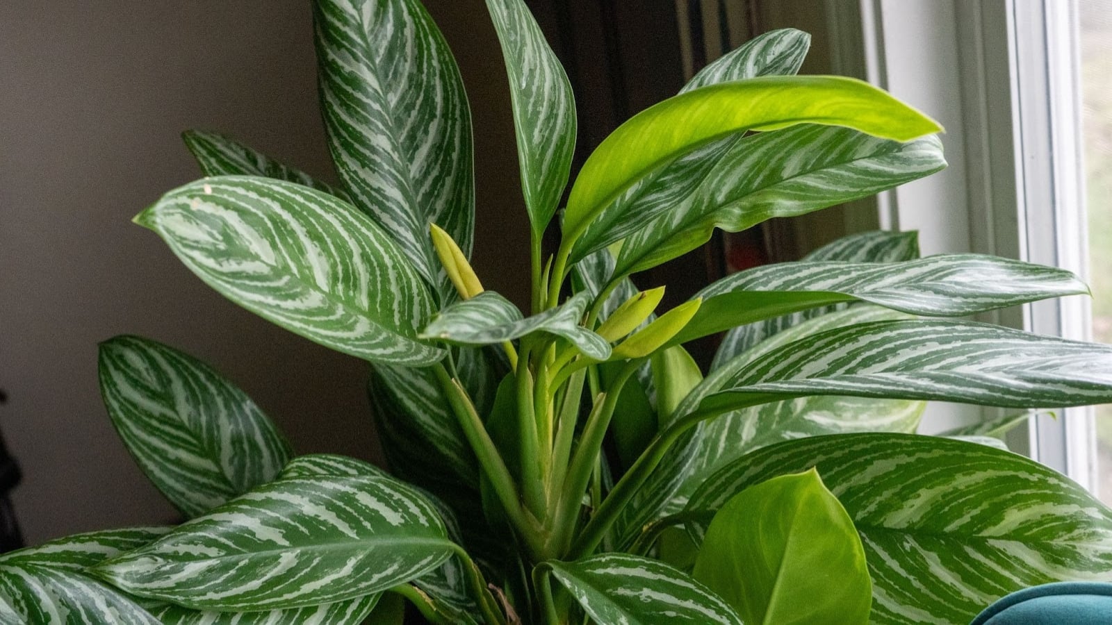 black majesty philodendron price philippines Philodendron Majesty main image 1