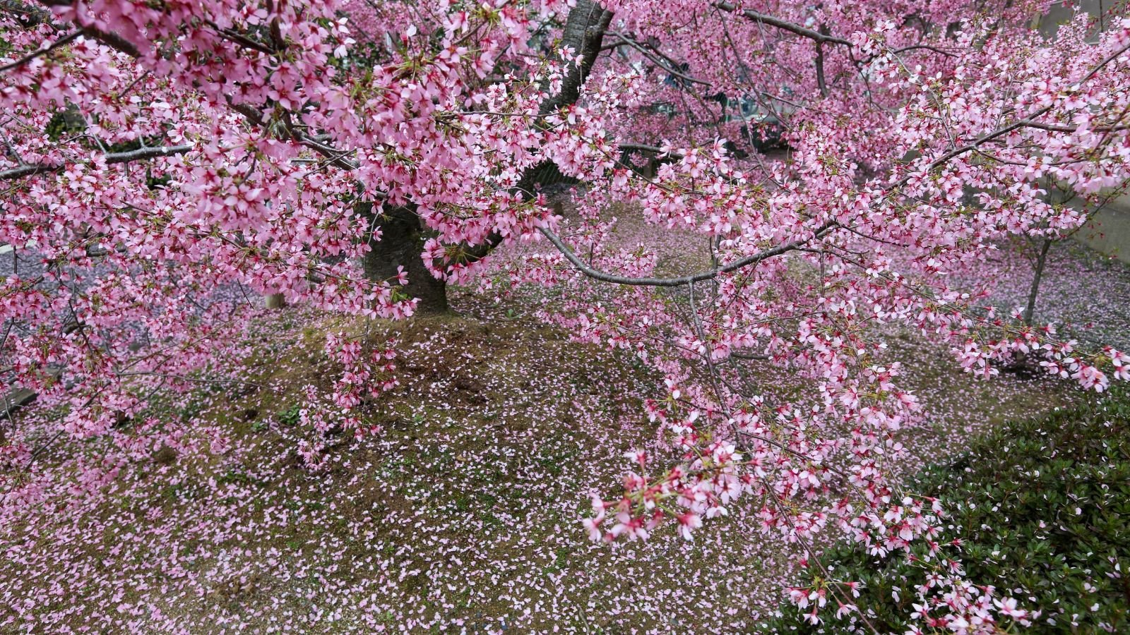 An overhead shot of a developing plant with pink foliage in a well lit area outdoors