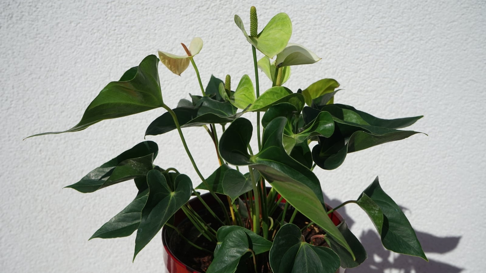 An Anthurium andraeanum plant with dark, arrow-shaped leaves and red spathes, displayed against a light wall.