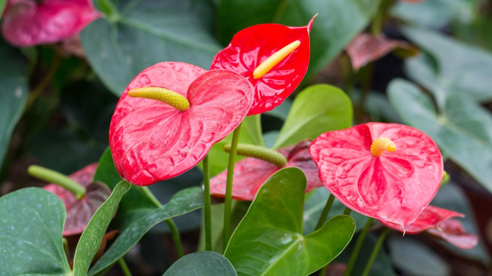 How to Plant, Grow, and Care for Flamingo Plants, image size:1600x900
