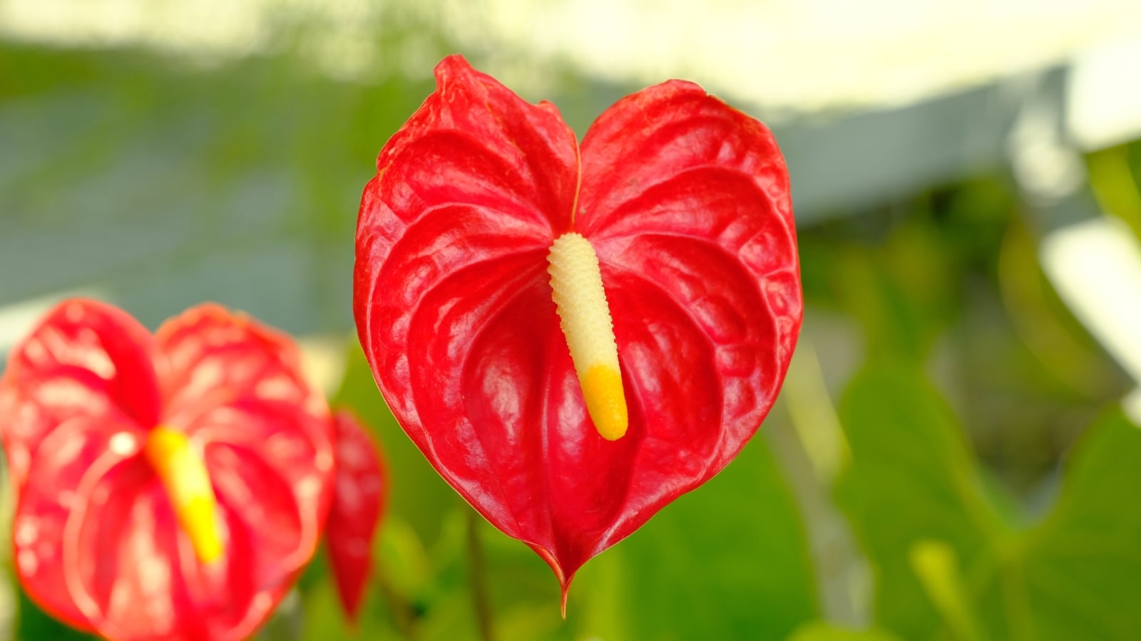 A red spathe with a smooth texture and a pale yellow spadix emerging gracefully from glossy green leaves.