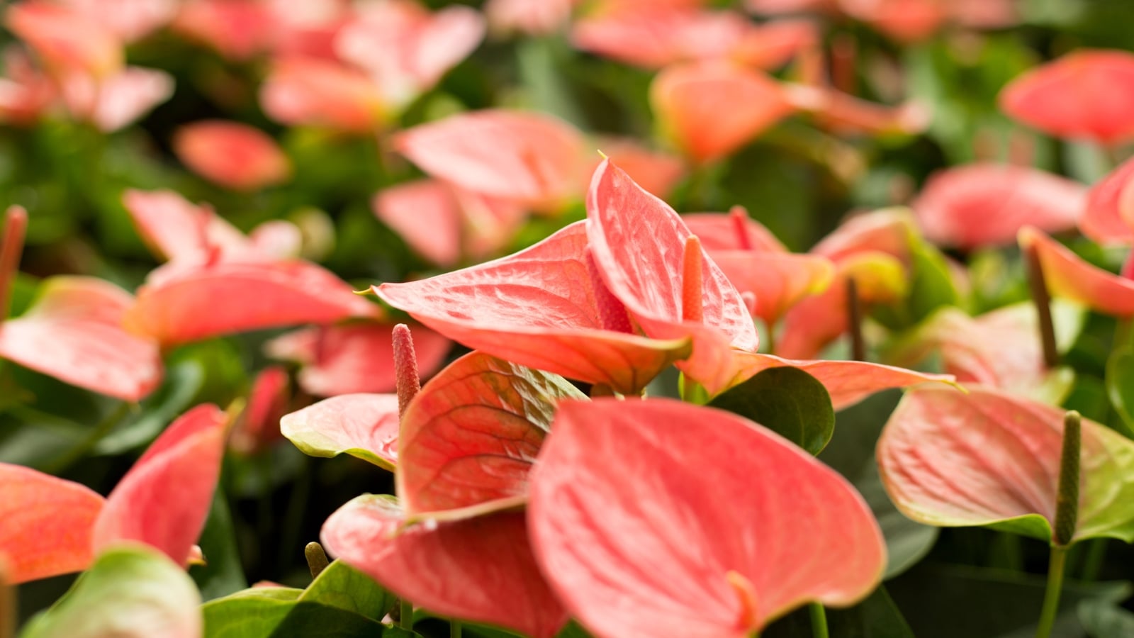 Clusters of coral-pink spathes with a soft texture, paired with glossy green leaves in a gentle arrangement.