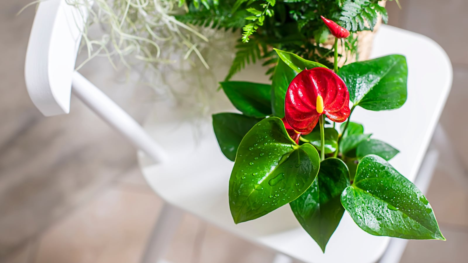 A single Anthurium andraeanum with a red spathe and dark green, shiny leaves, growing in a white pot on a chair.