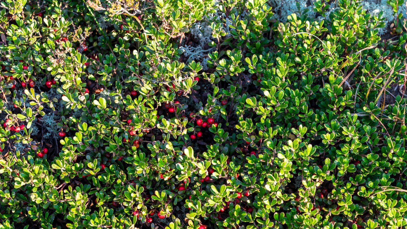 Top view of low-growing evergreen with glossy green leaves and red berries.