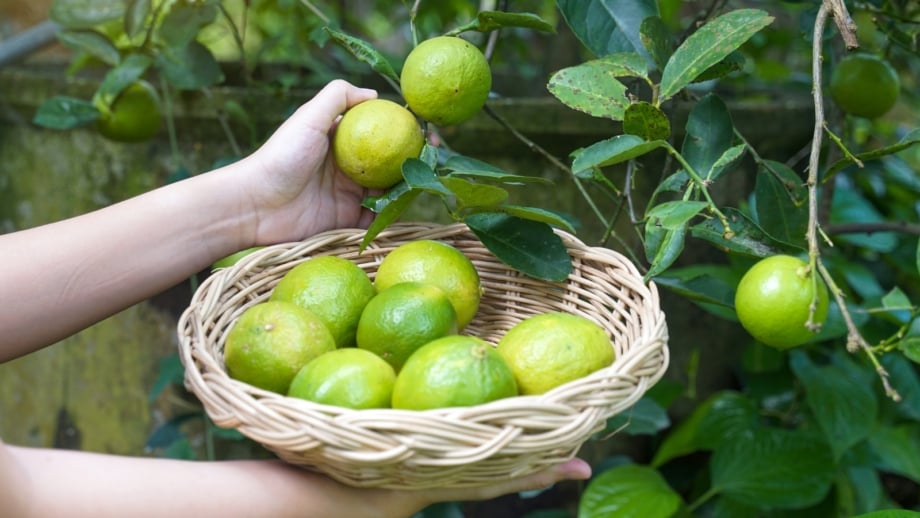 How and When to Harvest Limes