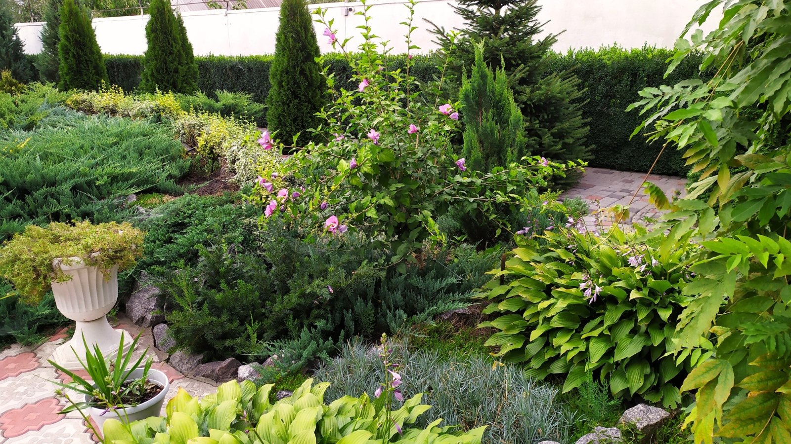 A delightful flowerbed featuring tall and trailing junipers, clipped boxwoods, flowering hosta bushes, and a flowering Hibiscus syriacus as the centerpiece.