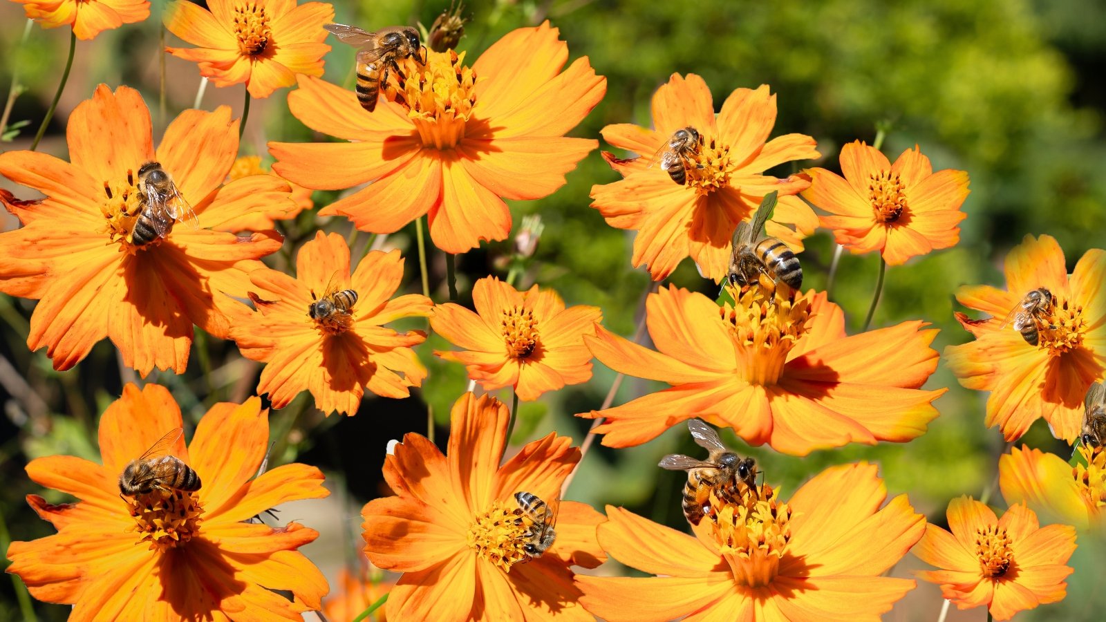 Vibrant orange Sulphur Cosmos flowers with delicate, feathery petals are surrounded by numerous bees during pollination.
