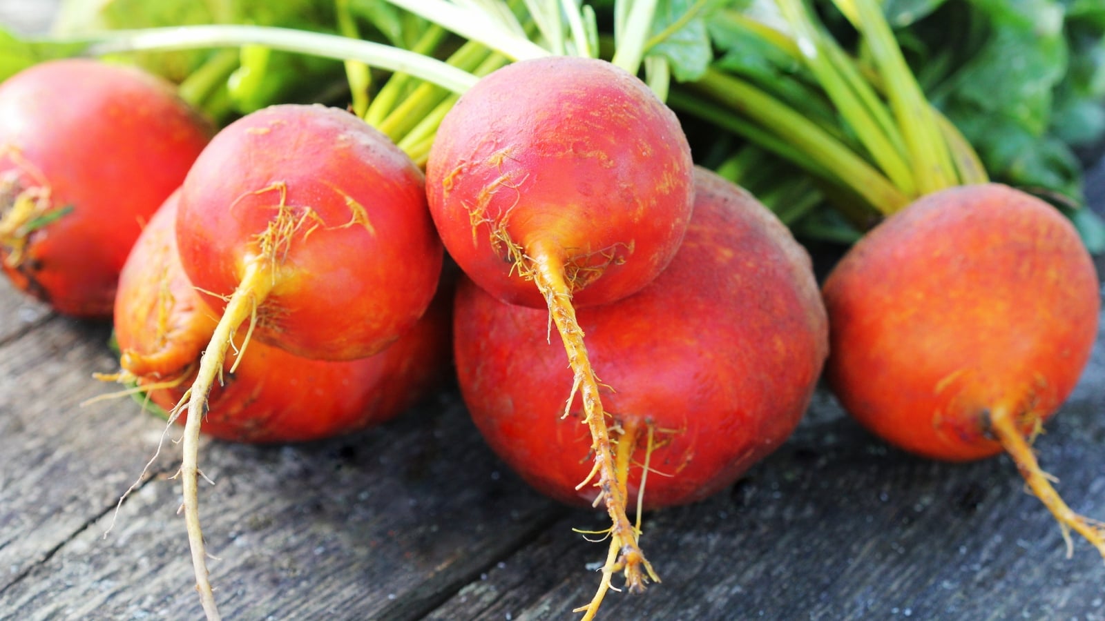 Round, orange-red root vegetables with slender green stems and roots at the bottom, placed on a wooden surface.