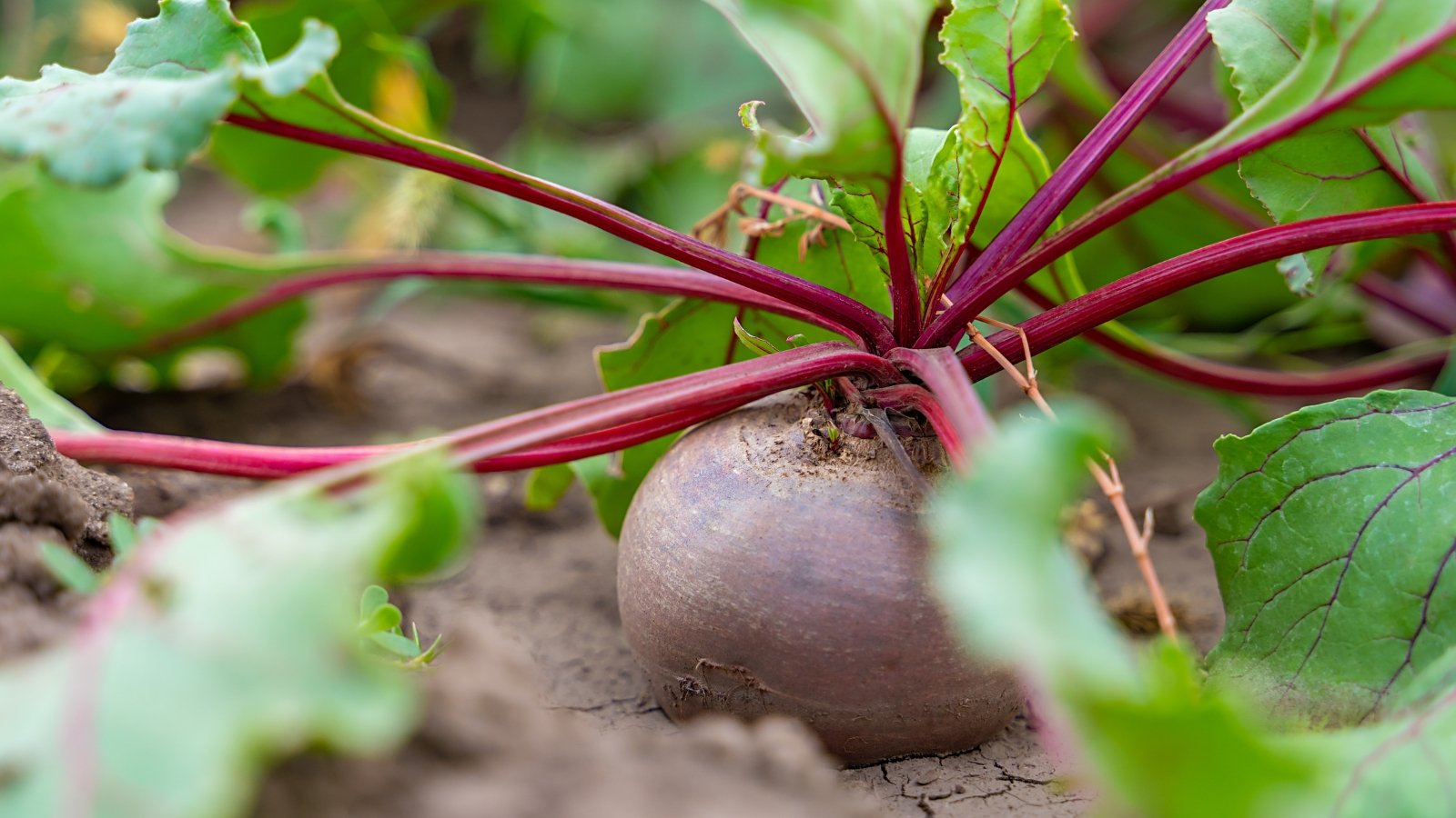 Close-up of a deep purple root with glossy, purple-pink stems and broad, wavy green leaves tinged with red.