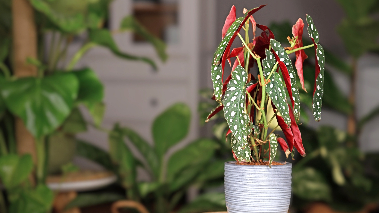 A Begonia rex-cultorum with striking, asymmetrical leaves patterned in green, silver, and red tones, growing from a white ceramic container.