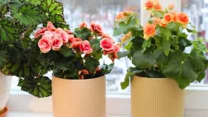 Close-up of two flowering houseplants in yellow decorative pots featuring asymmetrical, waxy leaves paired with clusters of vibrant pink and orange, delicate, double flowers.