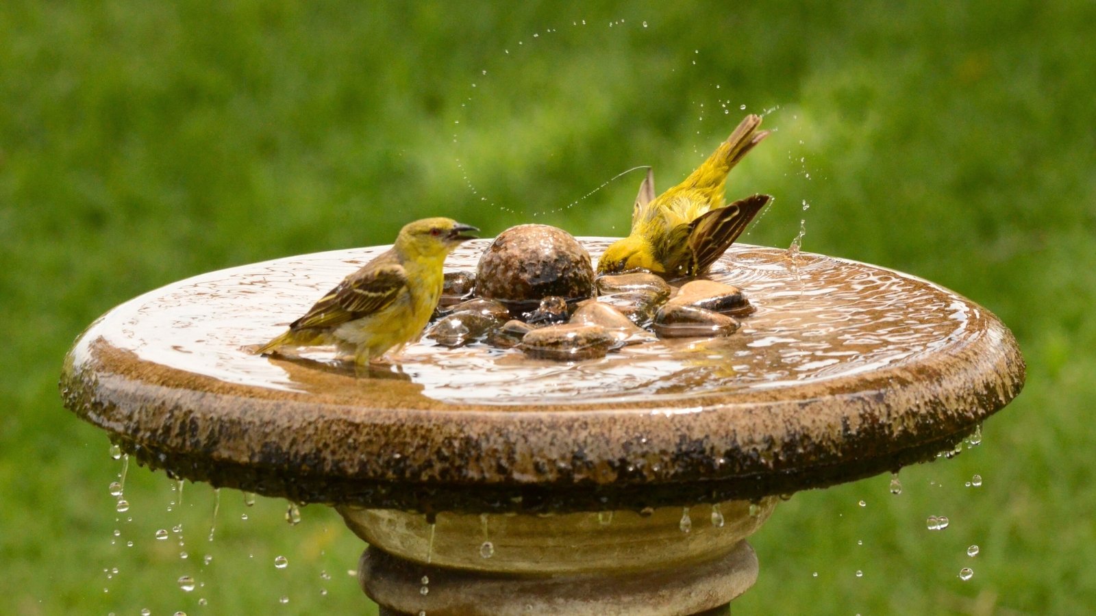Two yellow canaries splash in a tall bird bath with a shallow, recessed bowl filled with water, set in a lush garden.