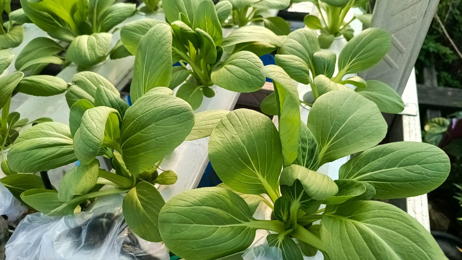 Short plants with broad, smooth green leaves and pale green stalks growing in a planter.