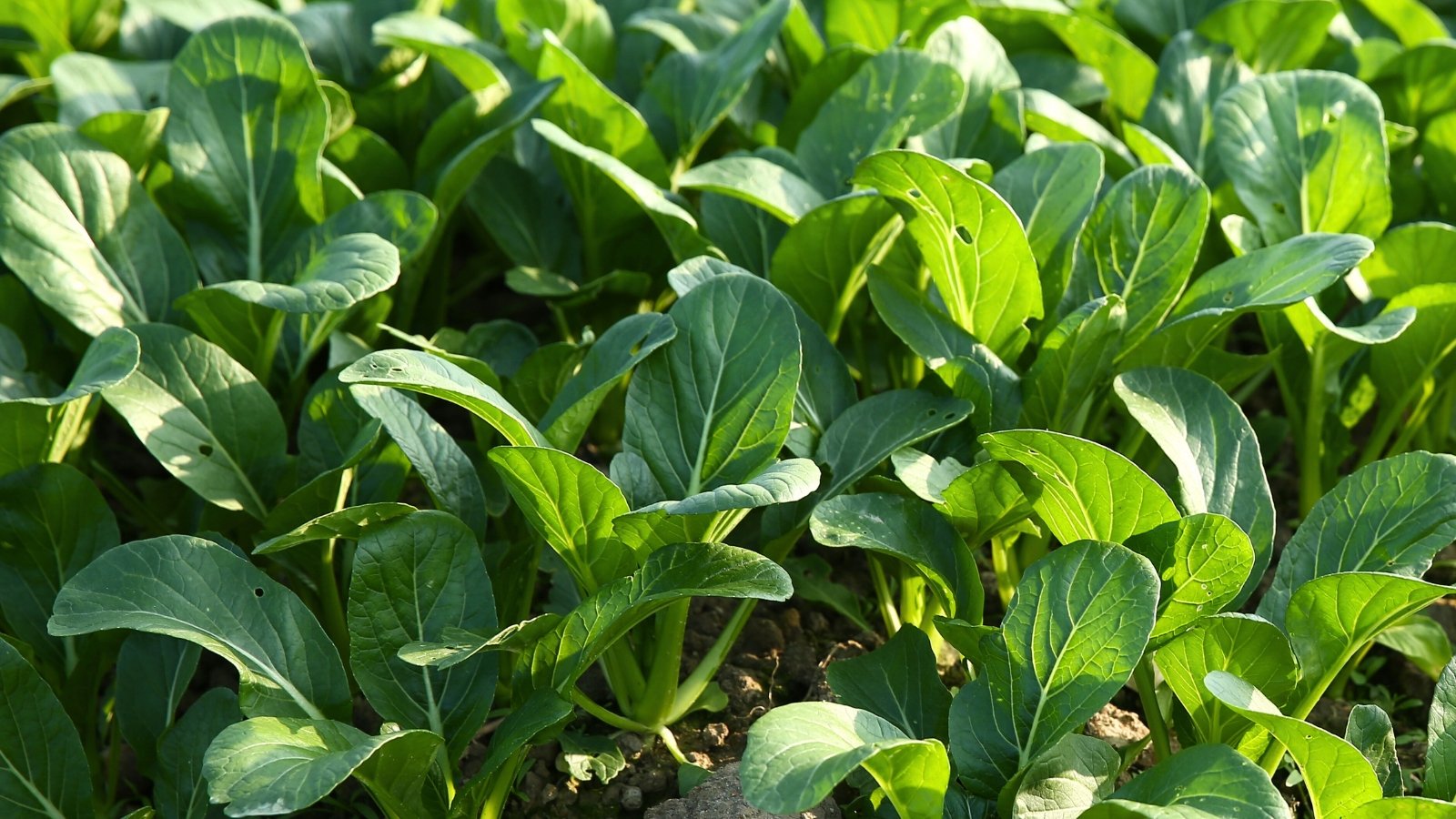 Smooth, pale green stalks supporting wide, rounded, dark green leaves with prominent veins.
