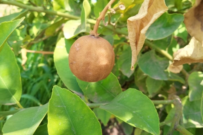 A round brown blemish on a green fruit surrounded by glossy, slightly curled leaves.